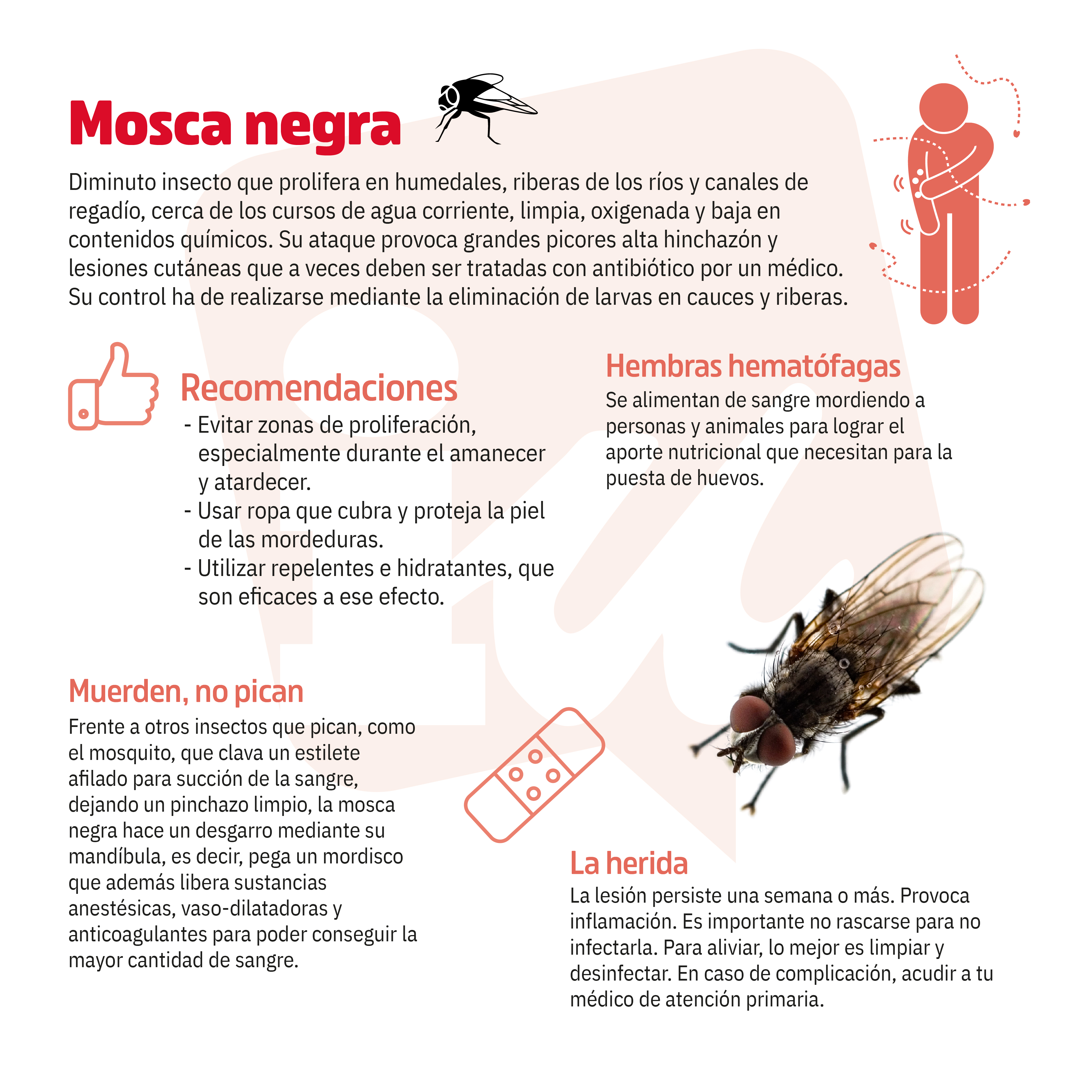 Mosca negra gráfico IUArganda Mosca negra gráfico IUArganda